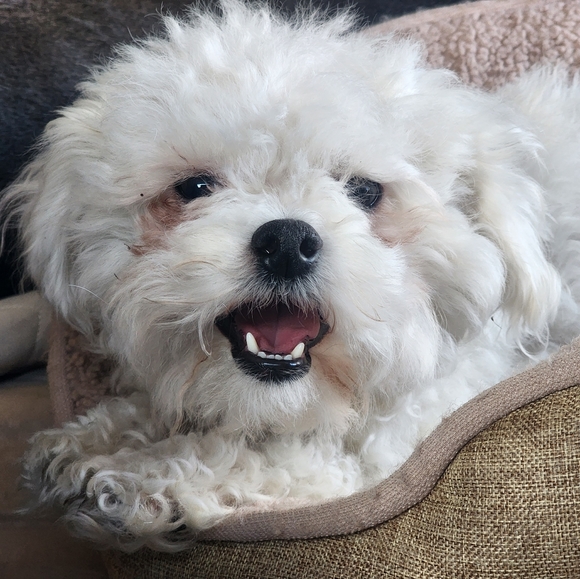 Meet your Posher, Anne - Picture 2 of 4